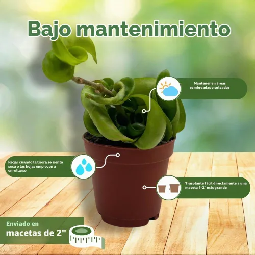 Vista 4 de BubbleBlooms Hoya Surtido variado de 2 pulgadas, juego de 4 Grower's Choice Live Potted Premium Collection