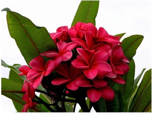 Vista 3 de Hawaiian Rare Plumeria Frangipani Planta esquejes rojo, blanco, amarillo, rosa - 10 pulgadas - Descuento Hawaiian Gifts LQ4 (rojo)