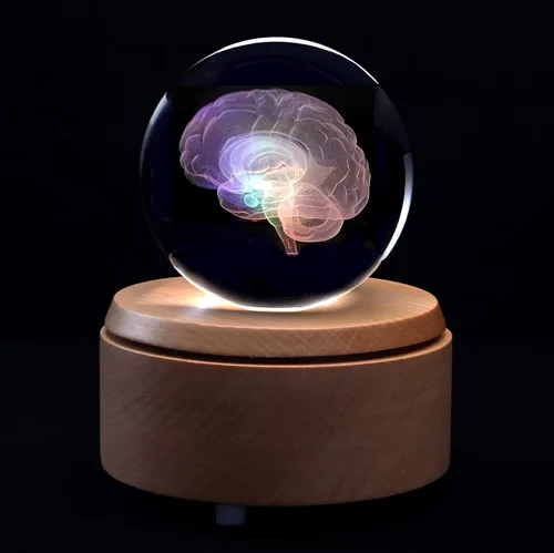 Vista 3 de Pisapapeles modelo anatómico del cerebro humano 3D (grabado con láser) en regalo de ciencia de bola de cristal (base LED incluida)