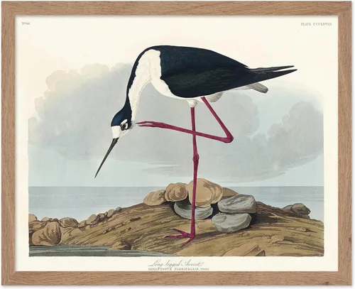 Vista 65 de Poster Master Póster vintage de James Audubon – Impresión retro de amargo americano – Arte de aves de América – Regalo para hombres, mujeres