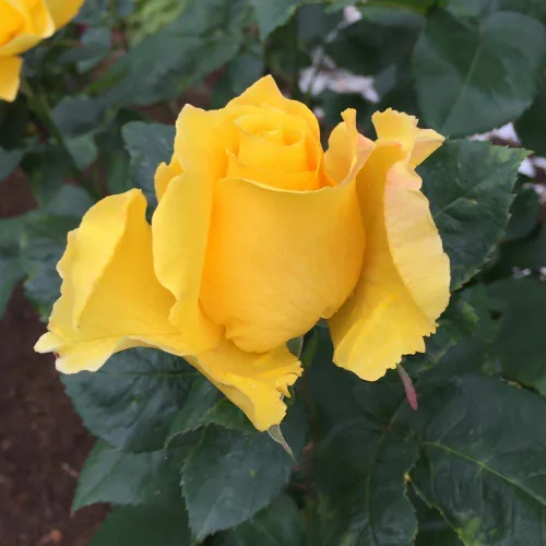 Vista 7 de Heirloom Roses Rose Bush - Planta amarilla viva Midas Touch™ para plantar en exteriores