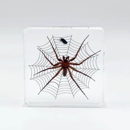 Vista 10 de Muestras de pulpo reales en manualidades de pisapapeles de resina, colección de taxidermia de animales para educación científica y adorno