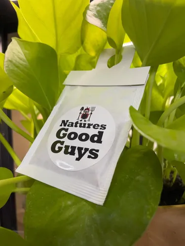 Vista 7 de Natures Good Guys - Amblyseius swirskii (4.000 ácaros por botella)