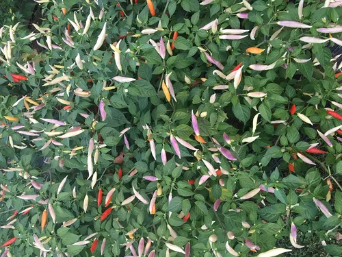 Vista 2 de Aji Omnicolor - Semillas de pimienta peruana de primera calidad para plantar paquete