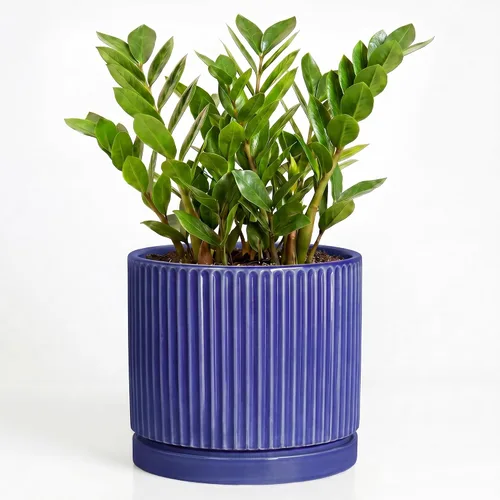Vista 29 de 8 Inch Flower Pot, Ceramic Planters, Round Plant Pot, Beige