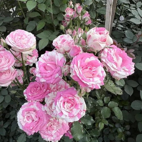 Vista 2 de 30 semillas de rosa rosa para plantar, arbusto de flores perennes fragantes, plantas ornamentales sin OMG para el jardín del hogar