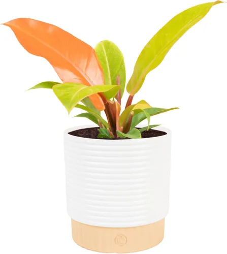 Vista 14 de Costa Farms - Planta interior, filodendro de hoja partida, monstera deliciosa Maceta decorativa