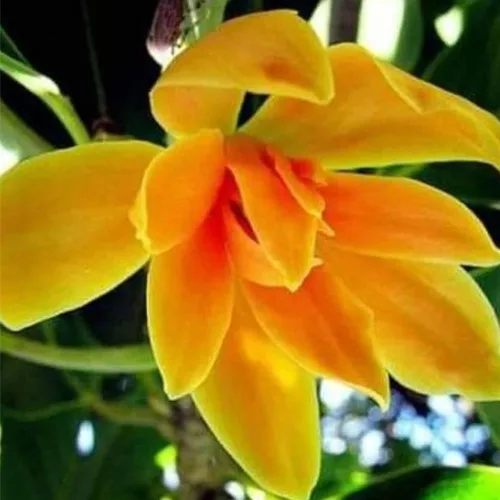 Vista 5 de Más de 10 semillas de flores de magnolia de mezcla perenne para plantar al aire libre, plantas de árboles de magnolia, plantas ornamentales