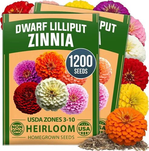 Vista 24 de HOME GROWN Semillas de Hollyhock de doble mezcla de Chater, 200 semillas