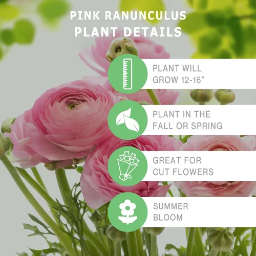 Vista 2 de Ranunculus – Tecolote® – Rosa 10 bombillas