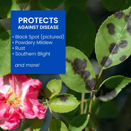 Vista 4 de BioAdvanced Cuidado de rosas y flores todo en uno I, gránulos, 4 lb
