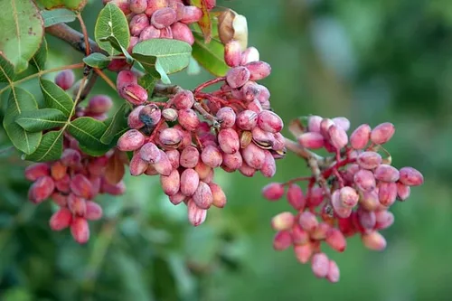 Vista 2 de 10 Pistacho NUT Árbol Pistacia Vera Fruta Flores Rojas Semillas