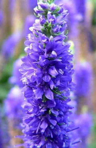 Vista 4 de 50 colores mixtos Veronica Sightseeing Mix (Spike Speedwell) Veronica Spicata Flower Seeds