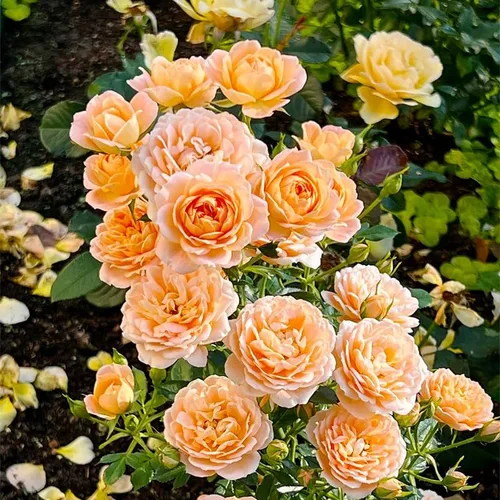 Vista 3 de Más de 230 semillas de rosas trepadoras para plantar, flor de vid trepadora perenne fragante