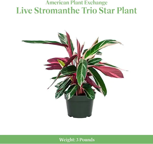 Vista 2 de American Plant Exchange Stromanthe Triostar - Maceta de 6 pulgadas con tapa, planta de interior de fácil cuidado, purificadora de aire, planta