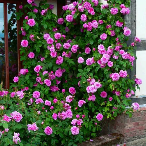 Vista 5 de Semillas de rosas trepadoras para plantar, 300 piezas de semillas de rosas trepadoras, reliquia no transgénica, plantas de flores de jardín raras