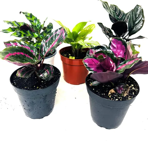 Vista 4 de JM BAMBOO Calathea Fiesta de 2 Plantas Vivas 'Unique by JMBamboo