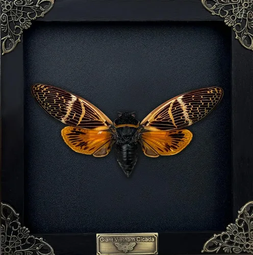 Vista 69 de 2 Real Dragonfly Specimens Shadow Box Framed Insect Display Oddities Curiosities Entomology Collection Natural History Wall Decor Gift for Nature