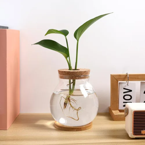 Vista 8 de Balacoo Pescadera hidropónica de escritorio, pecera de vidrio transparente con cojín de bambú y tapa de madera, pequeñas plantas de peces betta