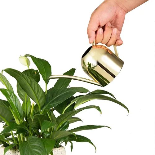 Vista 4 de IMEEA Regadera dorada para plantas de interior, orquídea, bonsái, acero inoxidable con boquilla larga para casa, escritorio, oficina, 15 onzas 15oz
