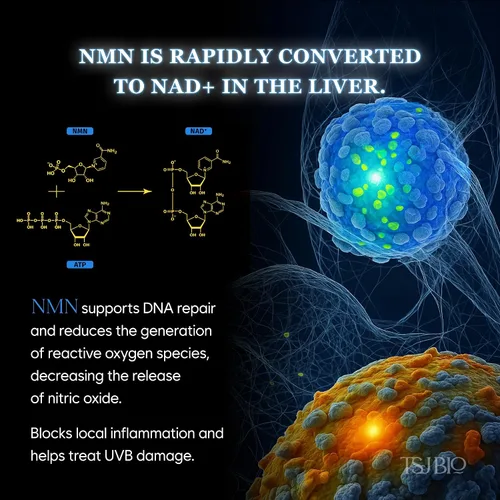 Vista 3 de Crema de renovación intensiva NMN - Lujoso tratamiento nocturno con NMN 70,000PPM, resveratrol y crecimiento 9