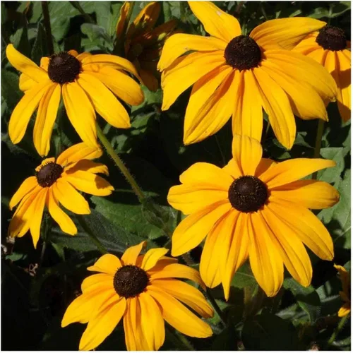 Vista 2 de everwilde explotaciones – Indian Summer black-eyed Susan Native Wildflower semillas – El oro Vault