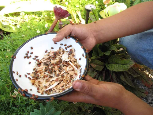 Vista 2 de Clark&Co Organic 1x1500 Live Ladybugs Live Ladybugs - Buenos Bugs - ¡Entrega en vivo garantizada!