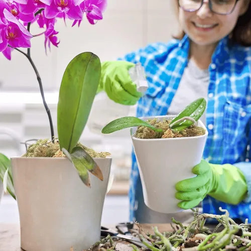 Vista 5 de Halatool - Musgo esfagnum de 3.3 libras para plantas, 60 cuartos de galón de fibra larga musgo de orquídea