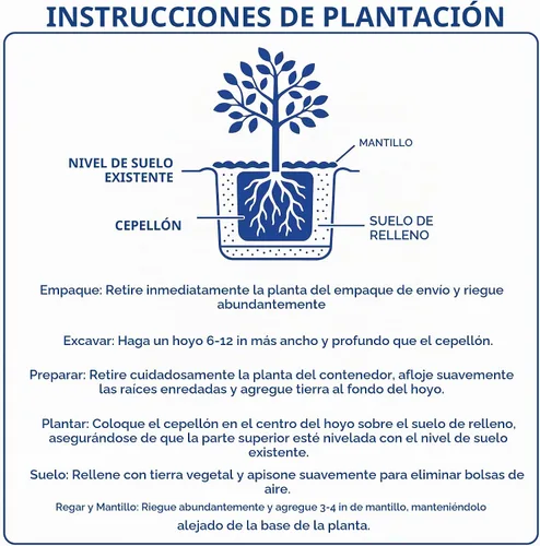 Vista 8 de Camelia, arbusto floreciente de hoja perenne viva, 3 galones
