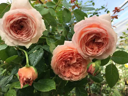 Vista 2 de Pinky Apricot Orange Honey Rose Bush Plant Arbusto vivo, rosa trepadora fragante rosal, plantas vivas, rosas para plantar, tamaño inicial, 4 a 10
