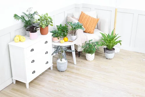Vista 9 de Alocasia Bambino (maceta cultivadora de 4 pulgadas) - Planta de interior con poca luz y saludable - Planta de interior de interior fácil de cuidar