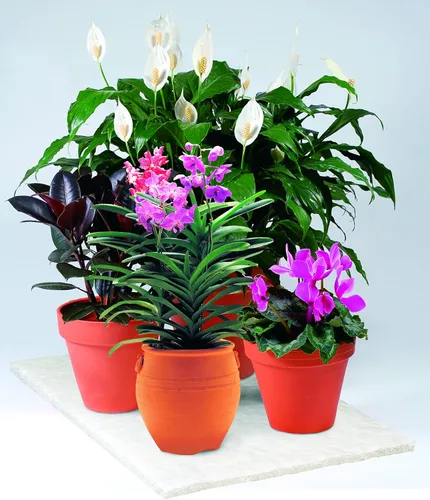 Vista 2 de Soil Moist Alfombrillas de riego para plantas en macetas de interior y exterior, 2