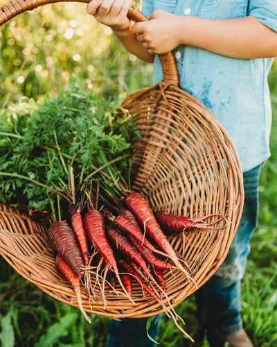 Vista 3 de Zanahoria roja dragón – 150 semillas – Variedad rara reliquia y polinizada abierta, semillas de vegetales sin OMG para plantar en interiores