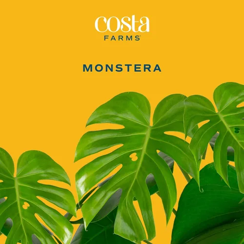 Vista 3 de Costa Farms - Planta interior, filodendro de hoja partida, monstera deliciosa Maceta decorativa