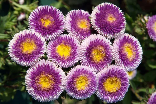 Vista 7 de Semillas Aster Moon Mix Flores Anuales