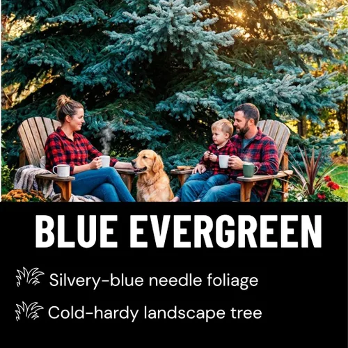 Vista 5 de Semillas de abeto azul para plantar 100 piezas de semillas Abeto azul de Colorado, Picea pungens glauca Árboles atractivos para privacidad