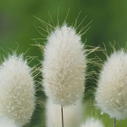 Vista 5 de Park Seed Bunny Tails - Semillas de hierba ornamental, paquete de 50 semillas