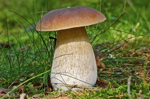 Vista 5 de Semillas Porcini Mushroom King Bolete Mycelium Spawn Kit de esporas secas para plantar sin OMG