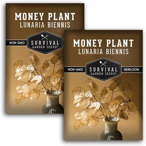 Vista 10 de Survival Garden Seeds Semillas de plantas de dinero para plantar, 1 paquete con instrucciones para cultivar Lunaria Annua en el jardín de tu casa