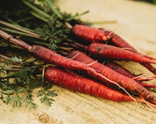 Vista 6 de Zanahoria roja dragón – 150 semillas – Variedad rara reliquia y polinizada abierta, semillas de vegetales sin OMG para plantar en interiores