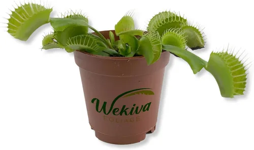 Vista 8 de Planta de jarra carnívora, planta de inicio vivo en una maceta de 2 pulgadas, Nepenthes St Gaya, hermosas plantas carnívoras tropicales de fácil