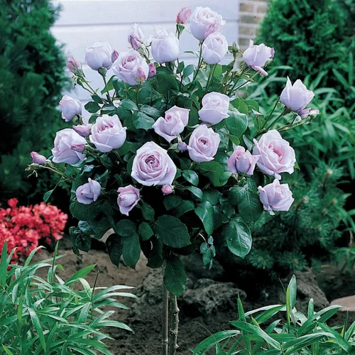 Vista 3 de GARDENS ALIVE! - Neptune Purple Flowering Hybrid Tea Rose Bush Planta de inicio de raíz desnuda inactiva, una planta por oferta