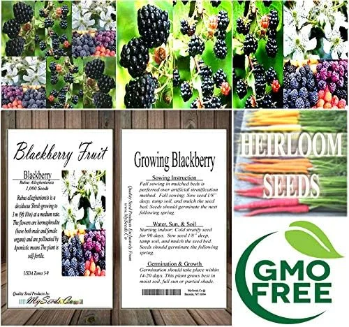Vista 6 de Big Pack - Fruta de mora, Rubus Allegheniensis, semillas - Semillas sin OMG (mora negra (1,000 semillas))