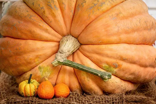 Vista 2 de Semillas de calabaza récord mundial para plantar 10 semillas Cultiva calabazas gigantes del Atlántico