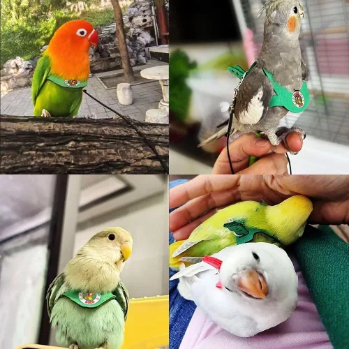 Vista 2 de Juego de arnés ajustable y correa para pájaros pequeños, apto para periquitos, conures, cacatúas, mejillas verdes, loros cuáqueros (verde, XS) 6350-6