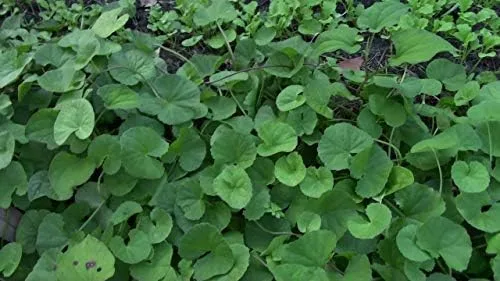 Vista 5 de 100 semillas de centella asiática, semillas indias de Pennywort Gotu Kola