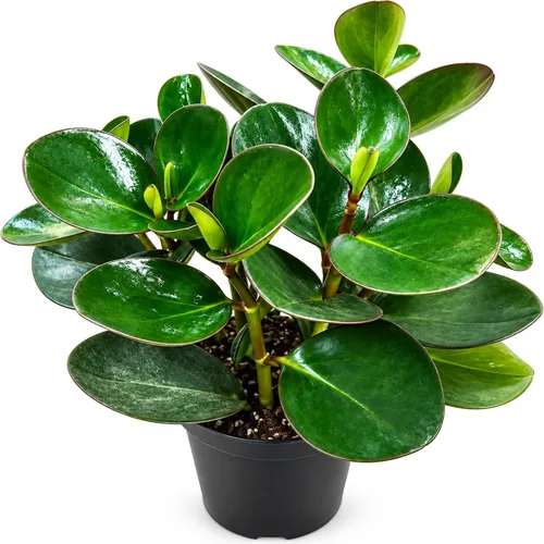 Vista 5 de Peperomia Ecuador Planta viva - Decoración