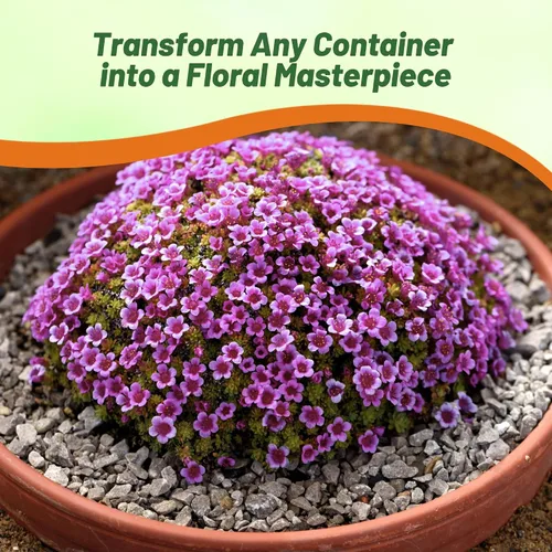 Vista 5 de Outsidepride Semillas de cobertura del suelo de Saxifraga de color morado rosa – 2000 piezas perennes, follaje de hoja perenne, flores rojas carmín