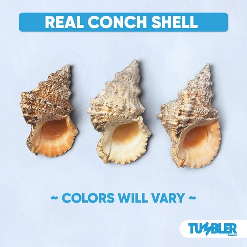 Vista 3 de Tumbler Home Conchas marinas grandes para decoración o pecera, decoración costera y náutica, soporte para plantas de aire, adornos de acuario