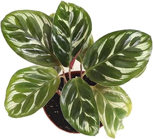 Vista 2 de Calathea Pavo Real Makoyana - 4'' de California Tropicals